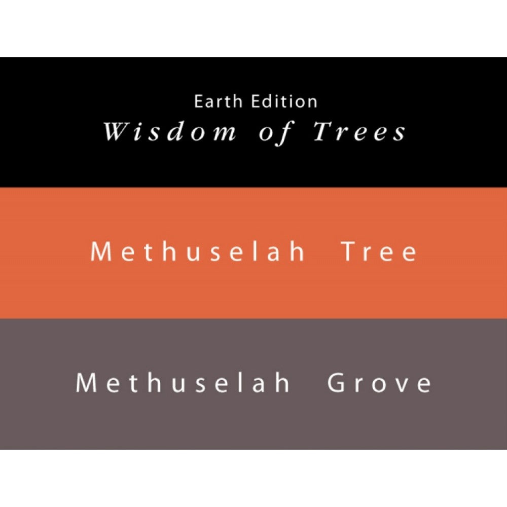 Colorverse Ink | Methuselah Tree | Light Brown | Earth Edition | 65ml &amp; 15ml Set - Aarcaai